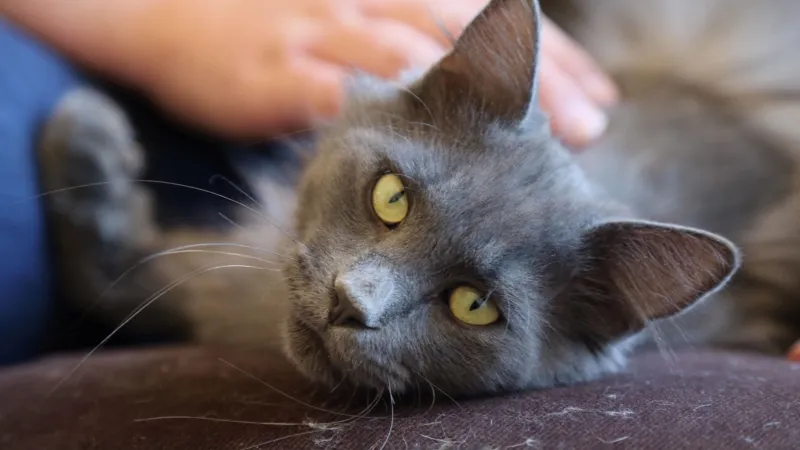 오리와 강아지 구출 대작전