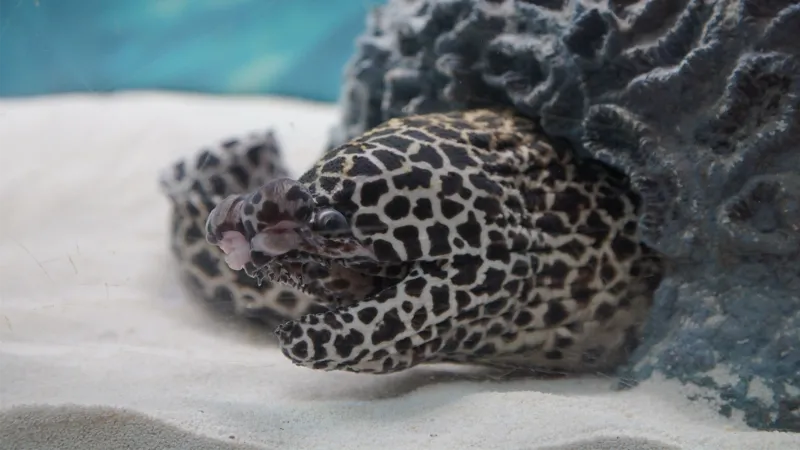 곰치를 구하라!