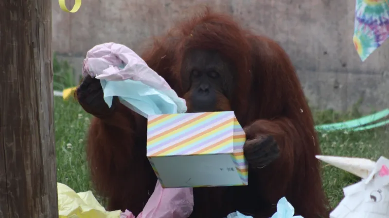 승냥이의 넘치는 사랑