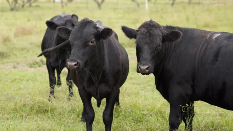 농가의 애증 관계