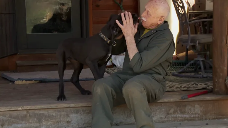 한 번에 그레이트데인 한 마리