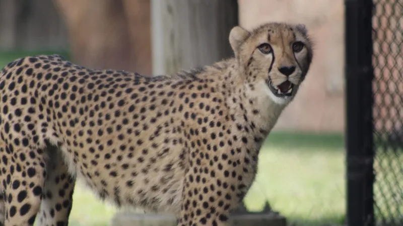 치타의 위대한 여정