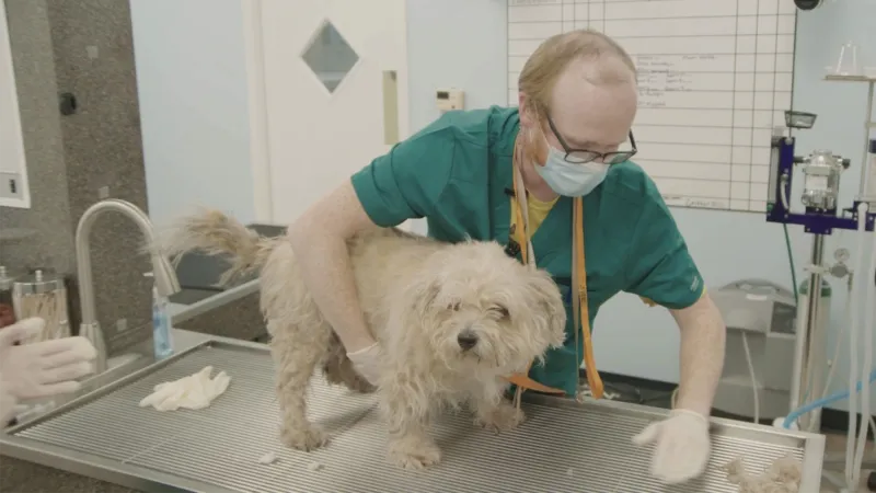 혹이 있는 거위