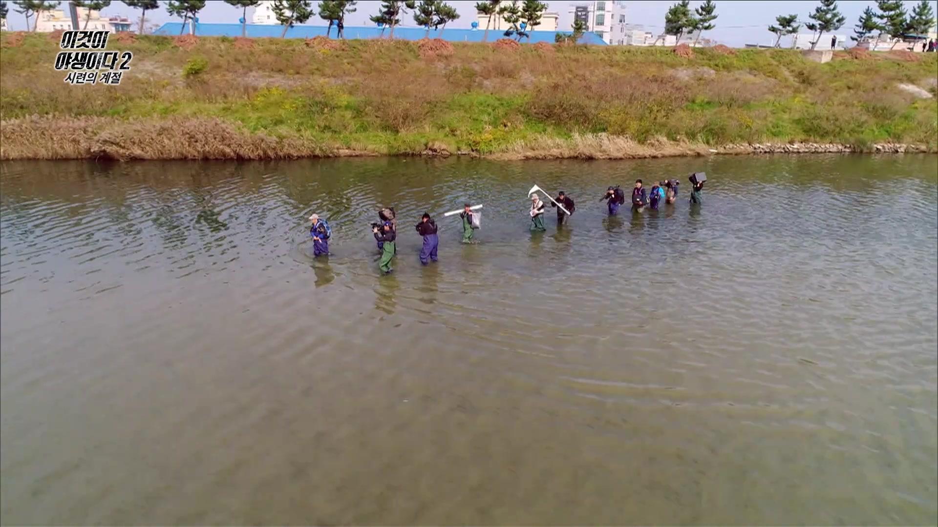 물수리