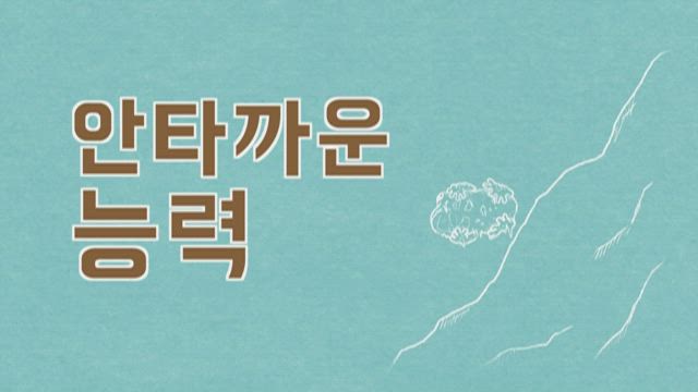 무당벌레 / 코알라 / 웜뱃